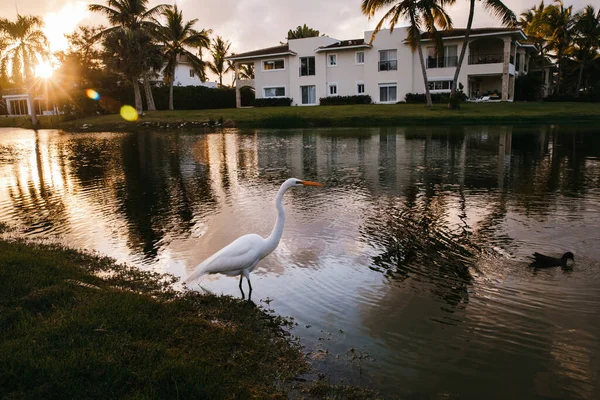 White Heron Lake Elite Golf Club Tropical Island Dominican Republic — Stock Photo, Image