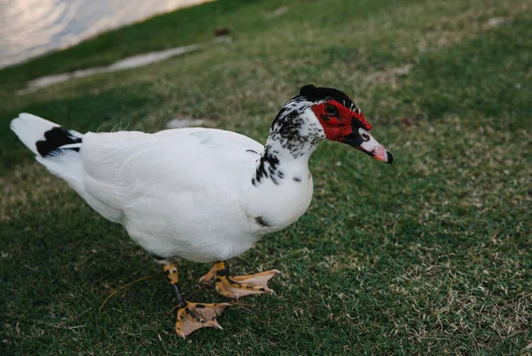 Pato Indo Branco Perto Lago Clube Golfe Elite Uma Ilha — Fotografia de Stock