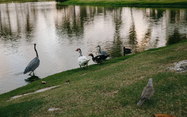 Uma Garça Branca Pombo Pato Indo Perto Lago Clube Golfe — Fotografia de Stock