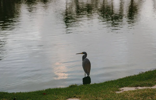 Garza Gris Cerca Del Lago Club Golf Élite Una Isla — Foto de Stock