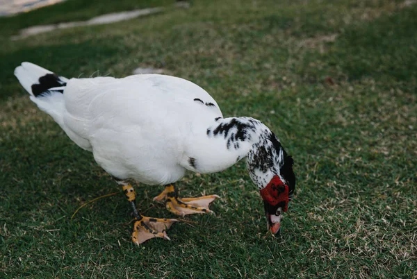 Pato Indo Branco Perto Lago Clube Golfe Elite Uma Ilha — Fotografia de Stock