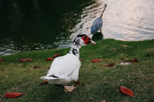 Weiße Indo Ente Der Nähe Des Sees Eines Elite Golfclubs lizenzfreie Stockbilder