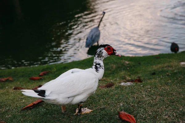 Weiße Indo Ente Der Nähe Des Sees Eines Elite Golfclubs lizenzfreie Stockfotos
