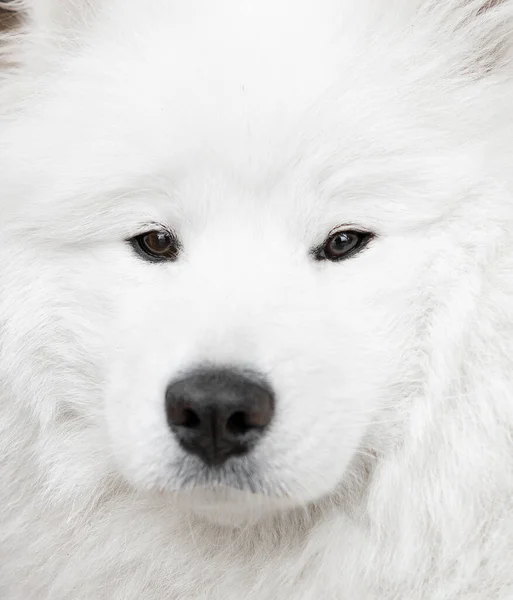 Samoyed Close Beautiful Dog Sharp Eyes Macro Shot High Quality — Stock fotografie