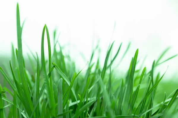 Fresh Green Grass Sky Background High Quality Photo — Stock Photo, Image