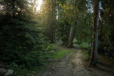 beautiful landscape with a small waterfall in a forest with stone terrain. High quality photo