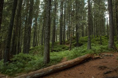 beautiful landscape with a small waterfall in a forest with stone terrain. High quality photo