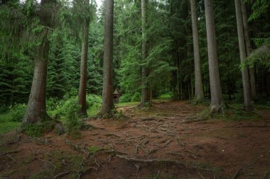 beautiful landscape with a small waterfall in a forest with stone terrain. High quality photo