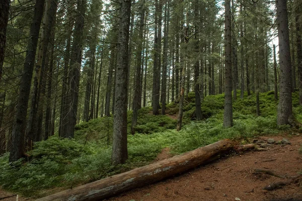 beautiful landscape with a small waterfall in a forest with stone terrain. High quality photo