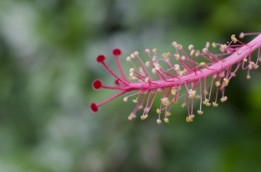 pembe hibiscus çiçek içinde pistils
