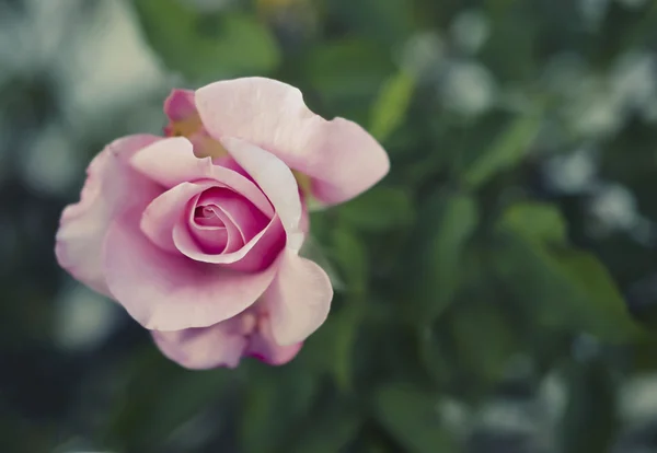 Uma bela rosa solitária — Fotografia de Stock