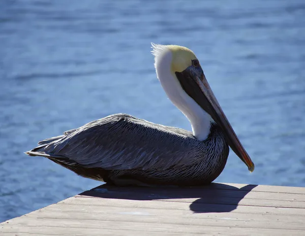Одинокий пеликан — стоковое фото