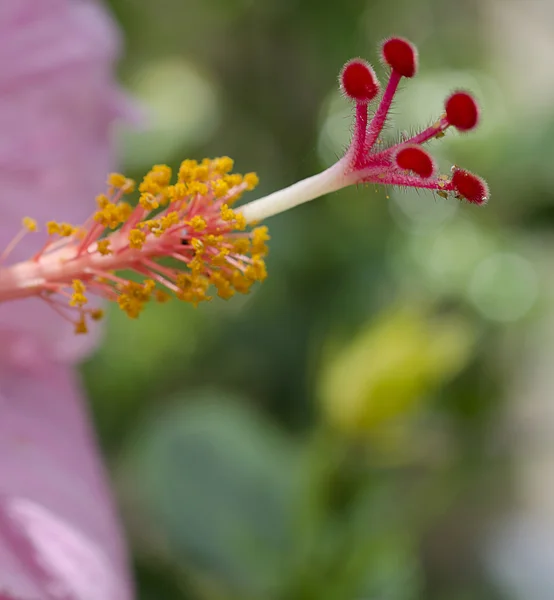 Pistilos de Hibisco Rosa —  Fotos de Stock
