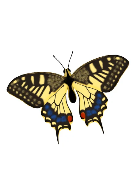 Illustration d'un papillon. — Photo