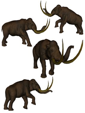 dört Mamutlar kümesi.