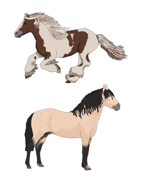 Две красивые дикие лошади . — стоковое фото