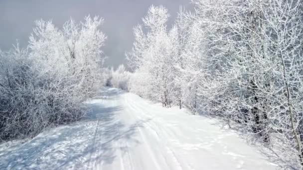 Frysta trädgrenar täckta med vit snö. Vackra vinterunderverk av naturen. Vinter bakgrund — Stockvideo