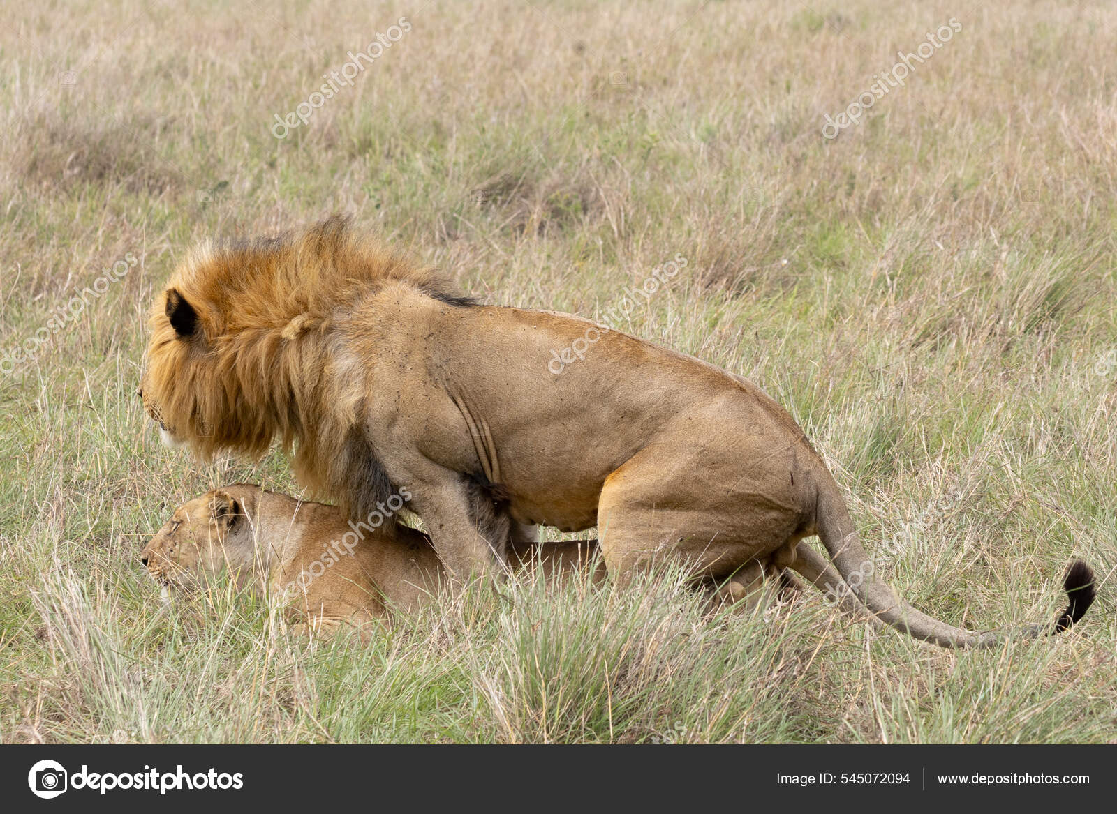 Траннилермен ауызша сексті қараңыз Қыздардың қайсысы топтық секс жасап көрді?
