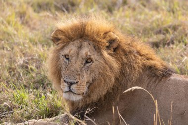 Aslan Masai Mara Milli Parkı'nda