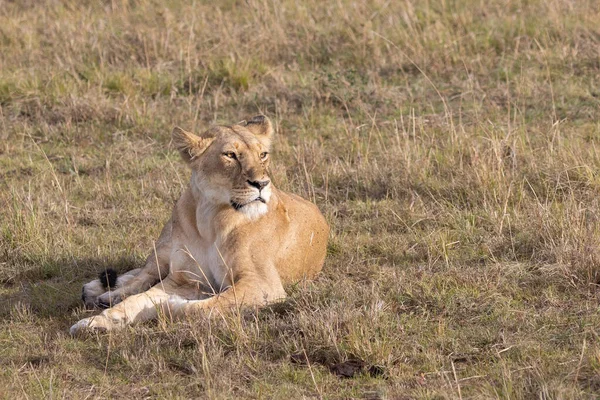 Oroszlán Masai Mara Nemzeti Parkban — Stock Fotó