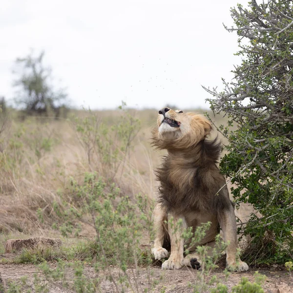 Leão Parque Nacional Masai Mara — Fotografia de Stock
