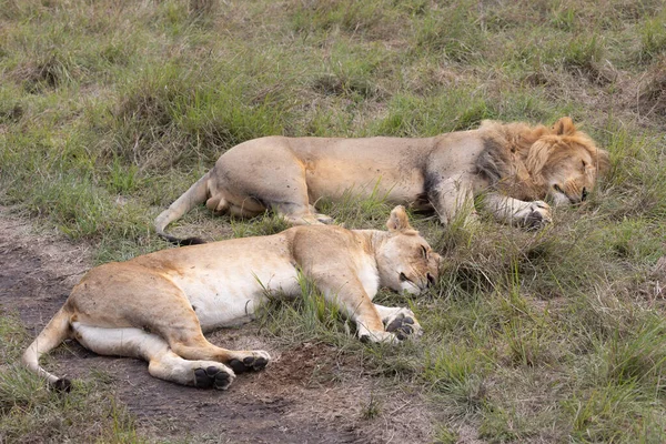 Casal Leões Parque Nacional Masai Mara — Fotografia de Stock