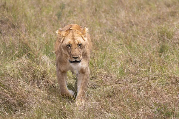 Oroszlán Masai Mara Nemzeti Parkban — Stock Fotó