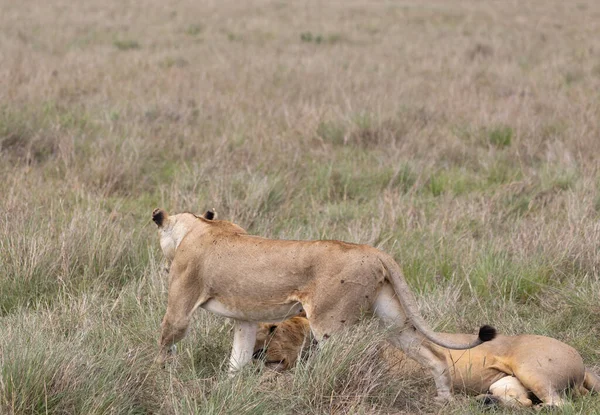 Couple Lions Dans Parc National Masai Mara — Photo