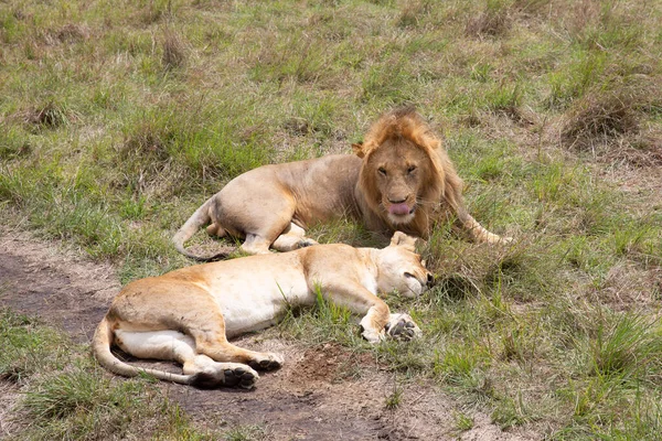 Couple Lions Dans Parc National Masai Mara — Photo