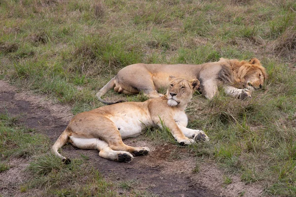 Pareja Leones Parque Nacional Masai Mara —  Fotos de Stock