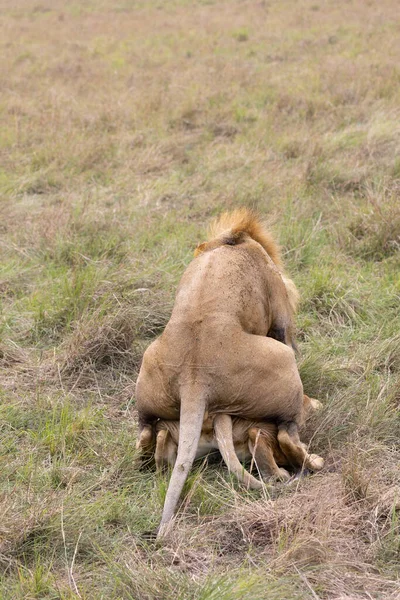 Aslan Çift Seks Yapıyor — Stok fotoğraf