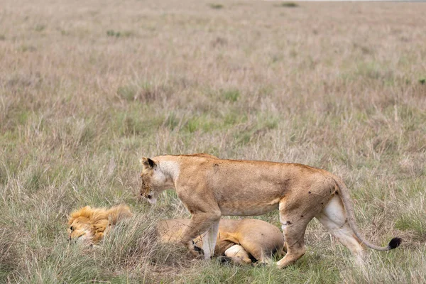 Пара Левів Національному Парку Масаї Мара — стокове фото