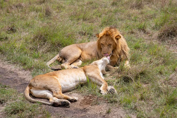 León Pareja Teniendo Sexo — Foto de Stock