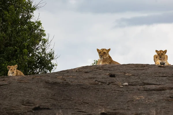 Pýcha Lvů Národním Parku Masai Mara — Stock fotografie