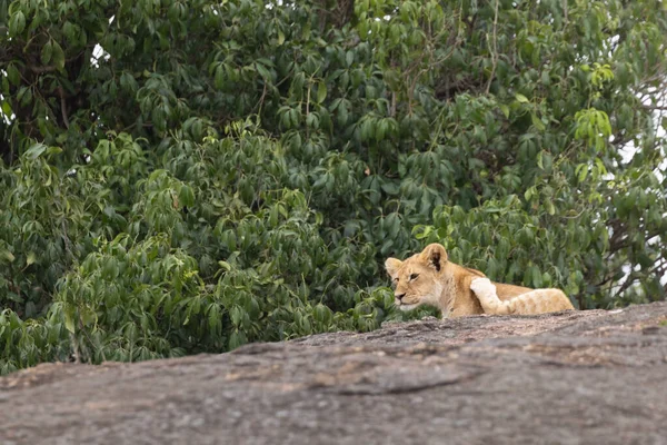 Fierté Des Lions Dans Parc National Masai Mara — Photo