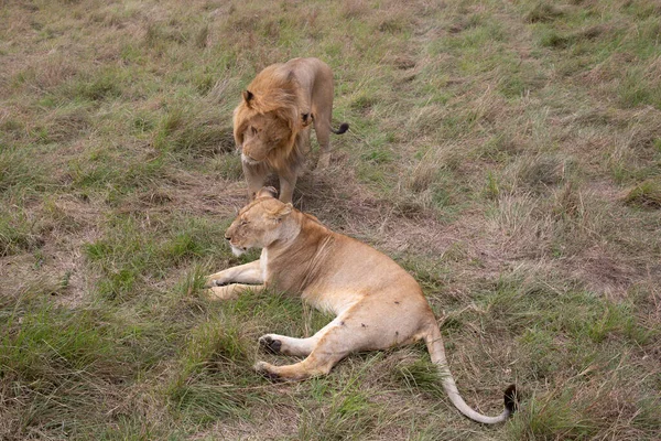 Casal Leões Parque Nacional Masai Mara — Fotografia de Stock