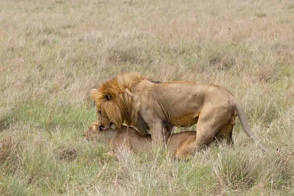 Lví Pár Při Sexu — Stock fotografie