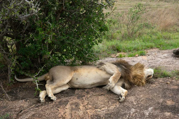 Lejon Masai Mara Nationalpark — Stockfoto