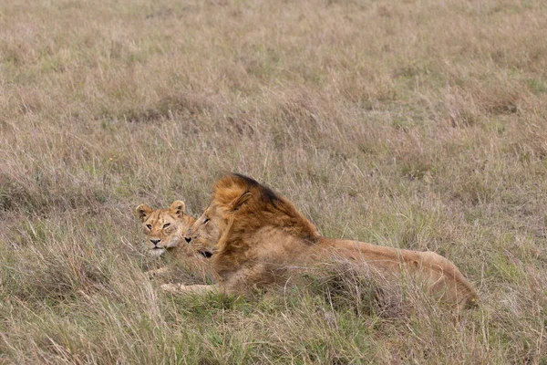 Leeuwen Paar Masai Mara Nationaal Park — Stockfoto