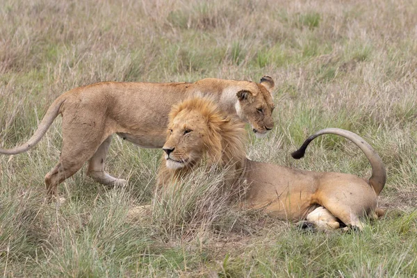 Casal Leões Parque Nacional Masai Mara — Fotografia de Stock