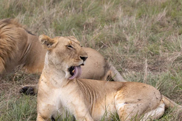 Lví Pár Národním Parku Masai Mara — Stock fotografie