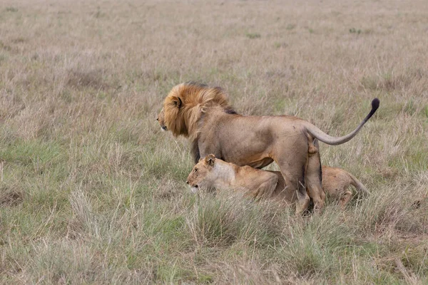 Ζευγάρι Των Λιονταριών Κάνει Σεξ — Φωτογραφία Αρχείου
