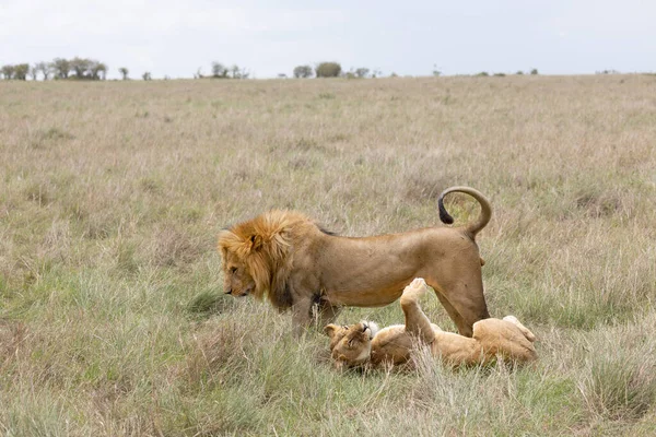 Couple Lion Ayant Des Relations Sexuelles — Photo