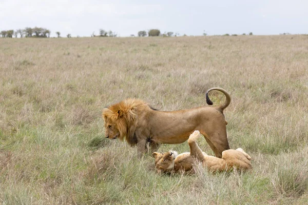 Lejonpar Som Har Sex — Stockfoto