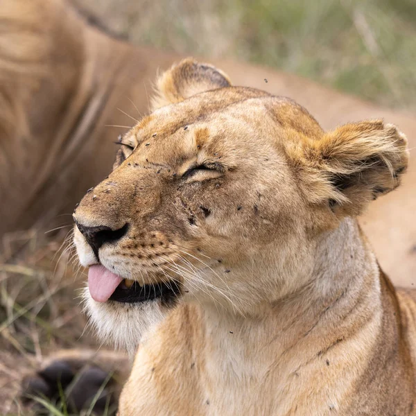 Couple Lions Dans Parc National Masai Mara — Photo