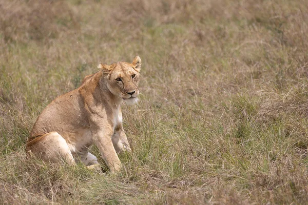 Lejoninna Masai Maras Nationalpark — Stockfoto