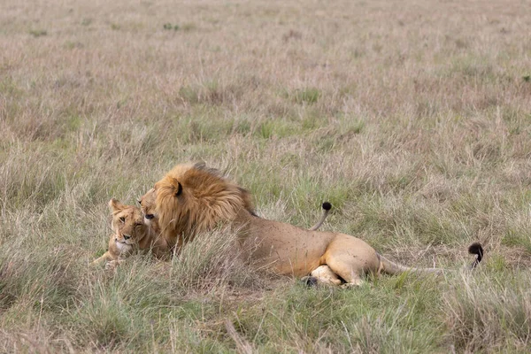 Ζευγάρι Των Λιονταριών Κάνει Σεξ — Φωτογραφία Αρχείου