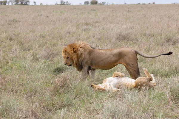 Lejonpar Som Har Sex — Stockfoto