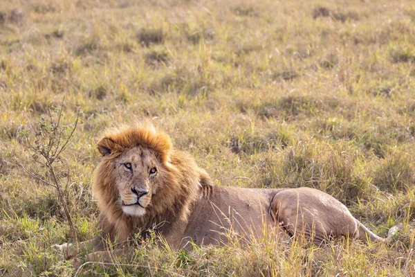 Lejon Masai Mara Nationalpark — Stockfoto