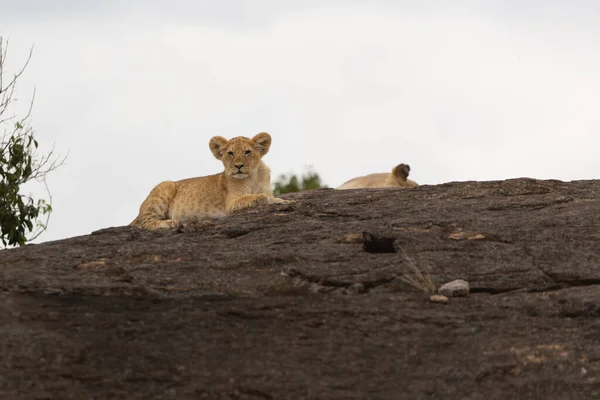Lwia Duma Parku Narodowym Masai Mara Obrazek Stockowy